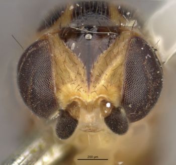 Media type: image;   Entomology 13363 Aspect: head frontal view